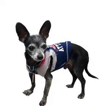 Pepper   Photo